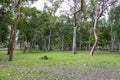 Trees in the Tajin Archaeological Zone in Papantla, Veracruz, Mexico