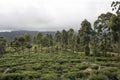 Trees into Tea plantations. Ella, Sri Lanka.