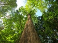 Teak tree looking up with sunlight