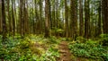 Trees in the temperate rain forest of Rolley Lake Provincial Park