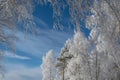 Trees, their crowns in hoarfrost