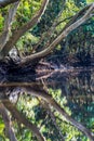 Trees and their Reflection at Shore of Daintree River in Rainforest, Queensland, Australia Royalty Free Stock Photo