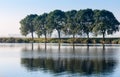 Row of trees reflected in an natural pond Royalty Free Stock Photo