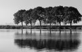 Row of trees reflected in an natural pond Royalty Free Stock Photo