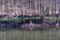 Trees and their roots near the river Ourthe