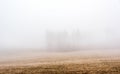 Trees in thick fog