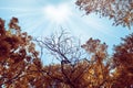 Trees with thick orange leaves, in the sky the sun in the form of a heart, sunlight rays. Tree branches without leaves. The