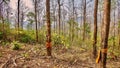 Trees tied with Buddhist orange ribbons to save them from being cut.