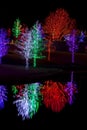 Trees tightly wrapped in LED lights for the Christmas holidays Royalty Free Stock Photo