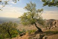 Trees on the top of the Roumanian Mountain Royalty Free Stock Photo