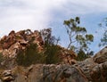 Trees on the top of Stanley chasm