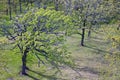 Trees from Tower at Lapham Peak