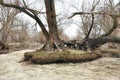 Trees and tree roots Royalty Free Stock Photo