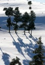 Trees and tree shadows