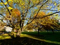 Trees at Trinity College. Dublin, Ireland Royalty Free Stock Photo