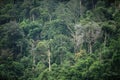 The trees in tropical rain forest of Hala Bala wildlife sanctuary. Yala.
