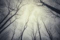 Trees trough fog in haunted forest Royalty Free Stock Photo