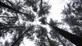 Trees and trunks covered with snow and ice, bottom view. Media. Beautiful tree crowns in winter landscape. Royalty Free Stock Photo