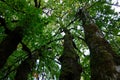 Under an old tree with a mossy trunk