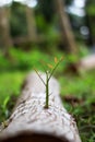 Trees that try to regenerate from piece of wood