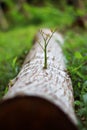 Trees that try to regenerate from piece of wood