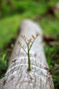 Trees that try to regenerate from piece of wood