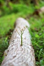 Trees that try to regenerate from piece of wood