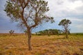 Tree turanga Populus pruinosa in the desert steppe. Royalty Free Stock Photo