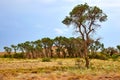 Tree turanga Populus pruinosa in the desert steppe. Royalty Free Stock Photo