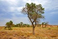 Tree turanga Populus pruinosa in the desert steppe. Royalty Free Stock Photo