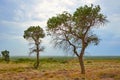 Tree turanga Populus pruinosa in the desert steppe. Royalty Free Stock Photo