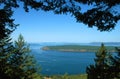 Trees on Turtleback Trail, Orcas Royalty Free Stock Photo