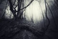 Trees with twisted roots in haunted forest