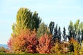 Trees with the typical ocher colors of autumn Royalty Free Stock Photo