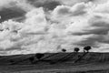 Trees under big sky