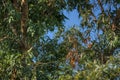 Trees under a blue sky