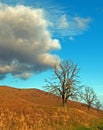 Trees under cirrus cumulous and lenticular clouds in early spring in Central California