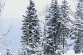 Trees under fresh snow