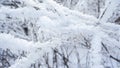 Trees under frozen snow in the forest. A bird in the background in a winter landscape. Royalty Free Stock Photo