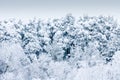 Trees under heavy snow Royalty Free Stock Photo