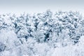 Trees under heavy snow