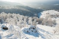 Trees under heavy snow