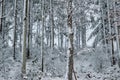 Trees under the snow Royalty Free Stock Photo