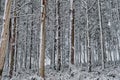 Trees under the snow Royalty Free Stock Photo
