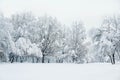 Trees under snow and snowy meadow in winter