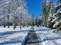 trees under snow. Winter public park. Pavement. Sunny weather. Maribor. Slovenia Royalty Free Stock Photo