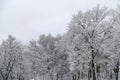 The trees under snowcover on top of the mountain ski resort and Royalty Free Stock Photo