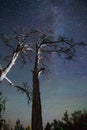 Trees under the starry sky