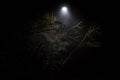 Trees under street lamp in UK at night