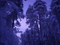 Trees under a thick layer of snow in winter in the evening. Beautiful blue-violet northern sunset. Pines and spruce Royalty Free Stock Photo